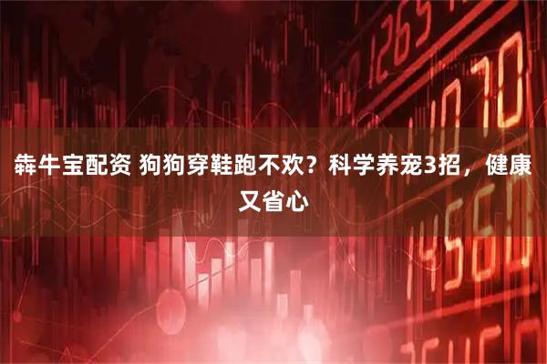 犇牛宝配资 狗狗穿鞋跑不欢？科学养宠3招，健康又省心