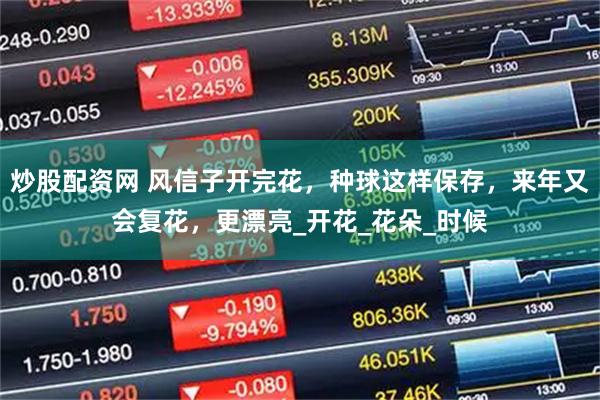 炒股配资网 风信子开完花，种球这样保存，来年又会复花，更漂亮_开花_花朵_时候